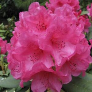 Rhododendron 'Anna Rose Whitney' Parasol-vormen